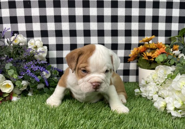 Violet The Beabull - Image 7