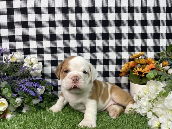 Violet The Beabull - Image 6
