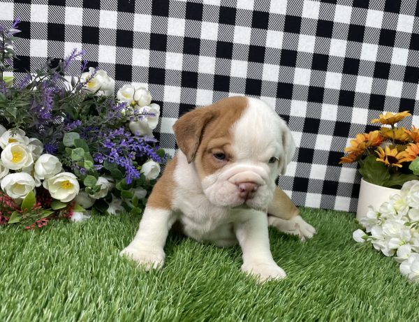 Violet The Beabull - Image 4
