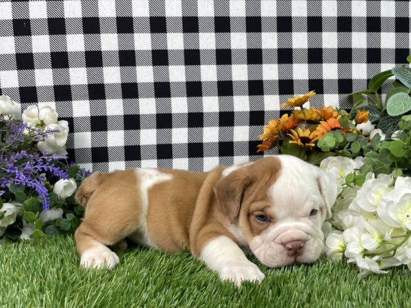 Violet The Beabull - Image 3