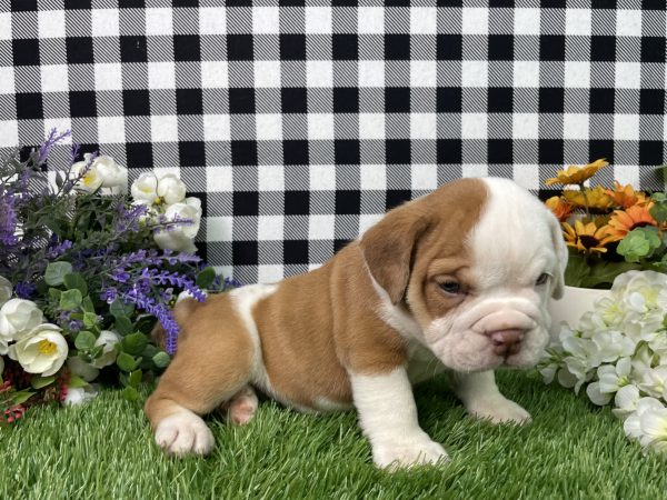 Violet The Beabull - Image 2