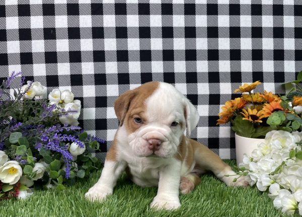 Violet The Beabull