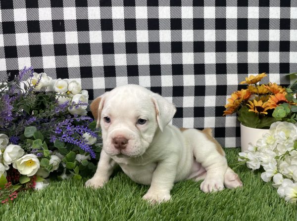 Lilly The Beabull - Image 9