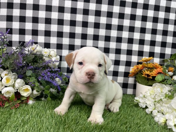 Lilly The Beabull - Image 7