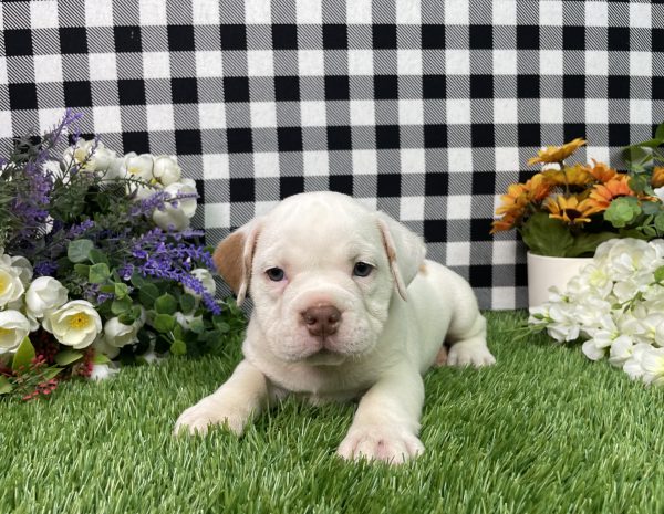 Lilly The Beabull - Image 6