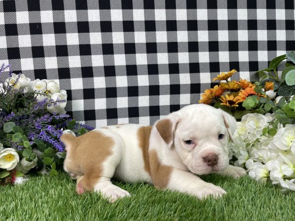 Lilly The Beabull - Image 5