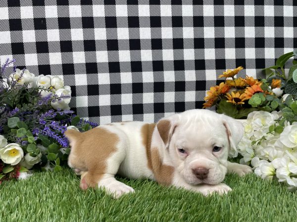 Lilly The Beabull - Image 4