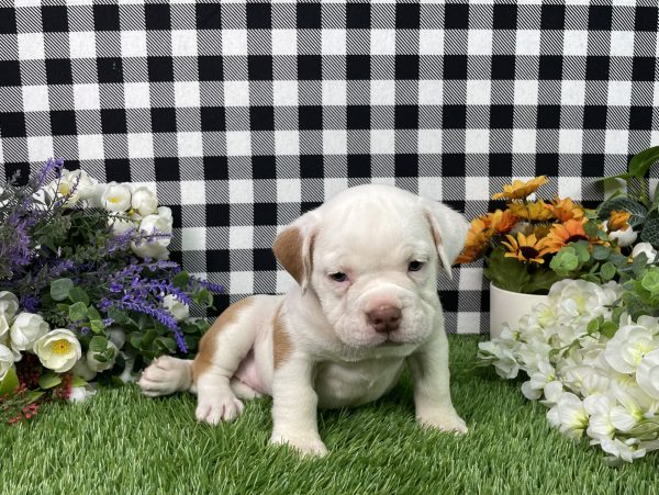 Lilly The Beabull - Image 3