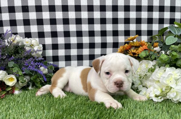 Lilly The Beabull - Image 2