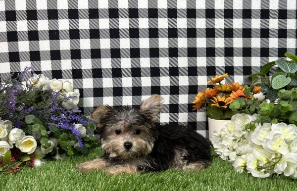 Gabe The Teacup Morkie - Image 8