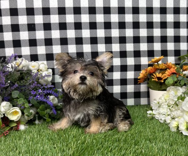 Gabe The Teacup Morkie - Image 6