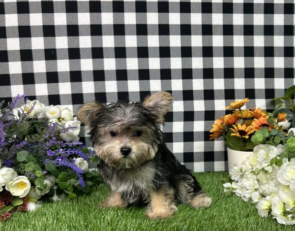 Gabe The Teacup Morkie - Image 4