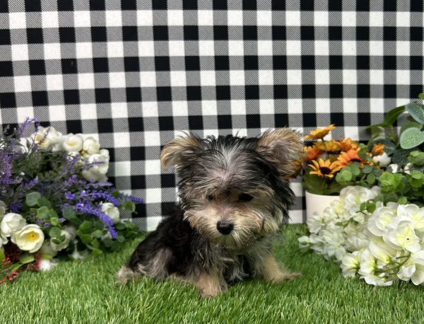 Gabe The Teacup Morkie - Image 3