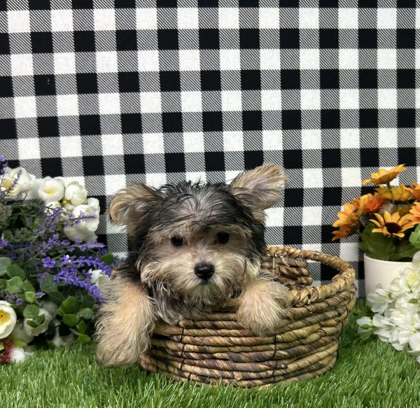 Gabe The Teacup Morkie - Image 2