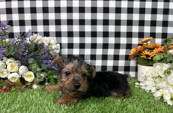 Henry The Yorkie - Image 2