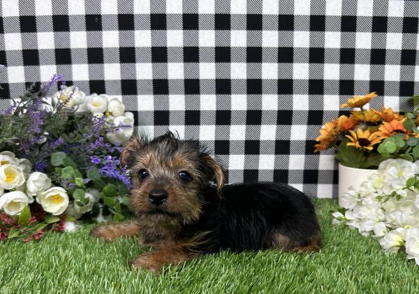 Henry The Yorkie - Image 3