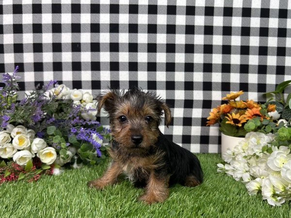 Henry The Yorkie - Image 4