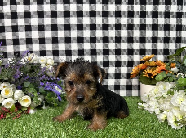 Henry The Yorkie - Image 5