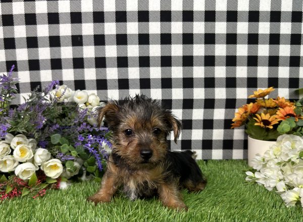 Henry The Yorkie - Image 6