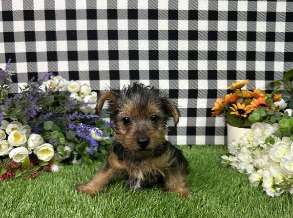 Henry The Yorkie