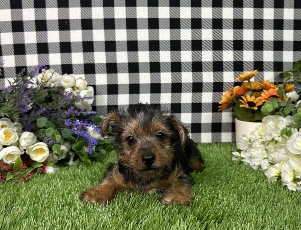 Henry The Yorkie - Image 7