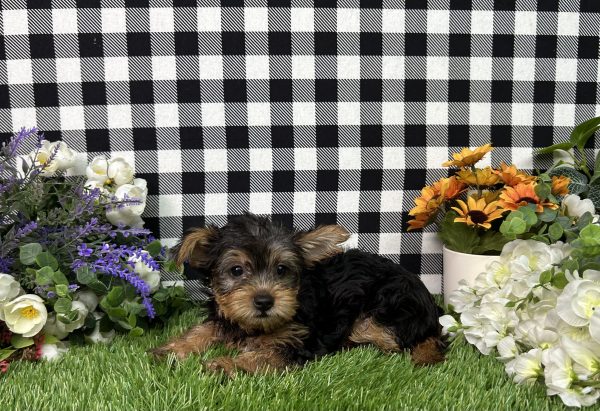 Hailey The Yorkie