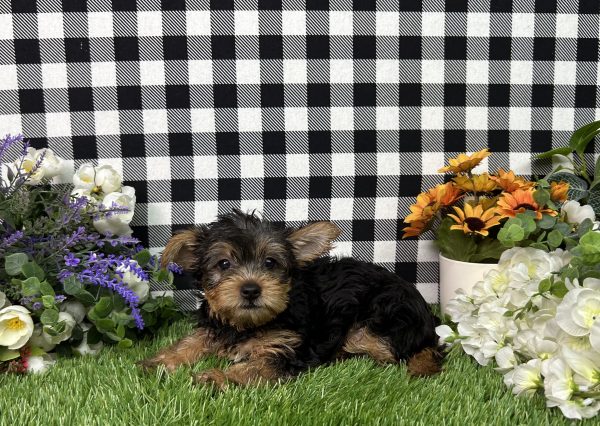 Hailey The Yorkie - Image 9