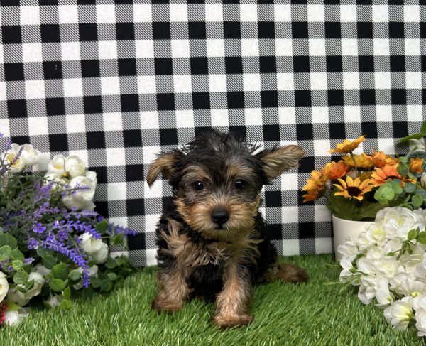 Hailey The Yorkie - Image 8