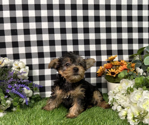 Hailey The Yorkie - Image 7