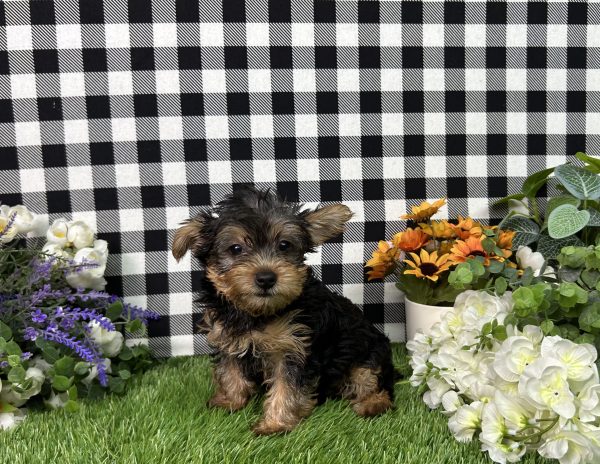 Hailey The Yorkie - Image 6