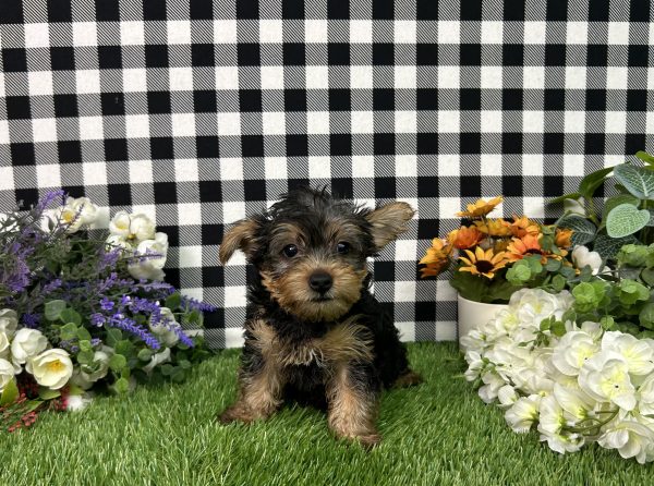 Hailey The Yorkie - Image 5