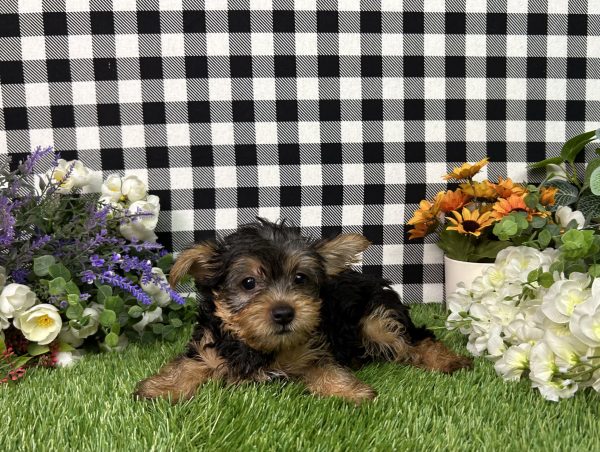 Hailey The Yorkie - Image 4