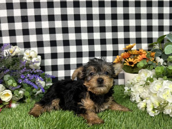 Hailey The Yorkie - Image 3
