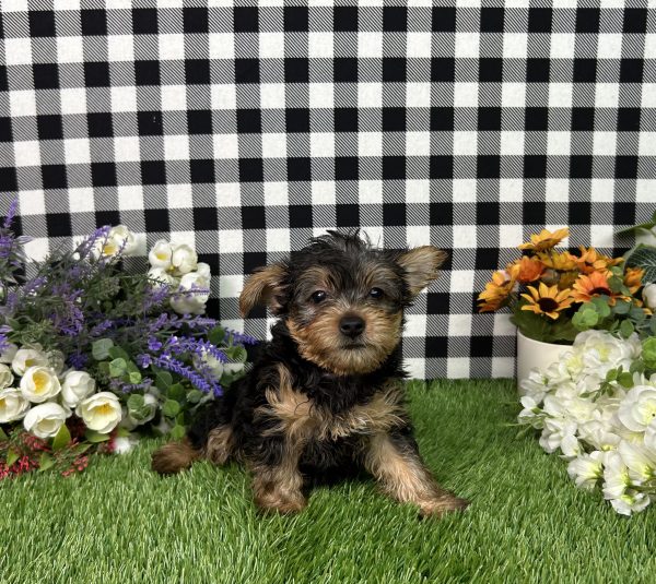 Hailey The Yorkie - Image 2