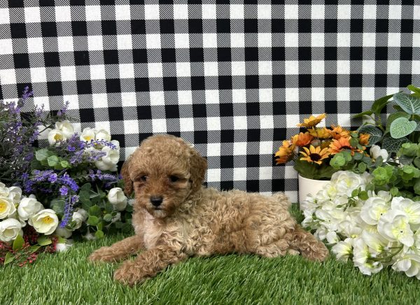Brody The Mini Poodle