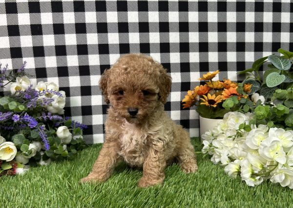 Brody The Mini Poodle - Image 2