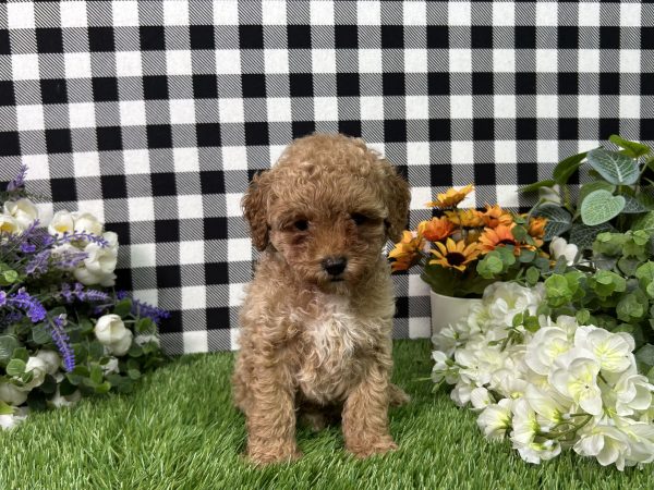 Brody The Mini Poodle - Image 3