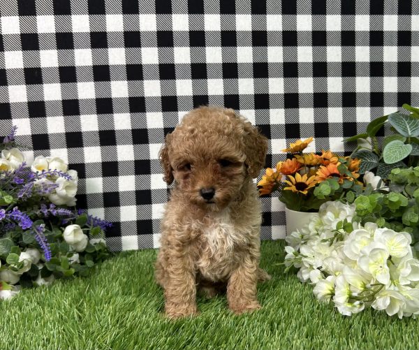Brody The Mini Poodle - Image 4