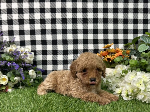 Brody The Mini Poodle - Image 8