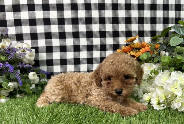 Brody The Mini Poodle - Image 5
