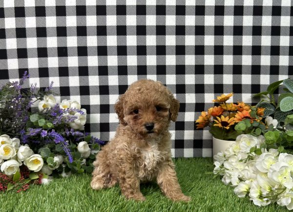 Brody The Mini Poodle - Image 6