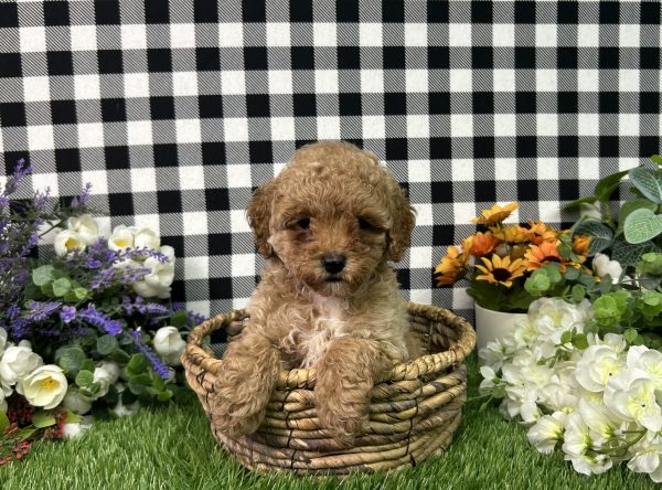 Brody The Mini Poodle - Image 7