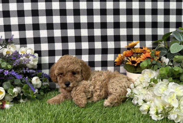 Bella The Mini Poodle - Image 7