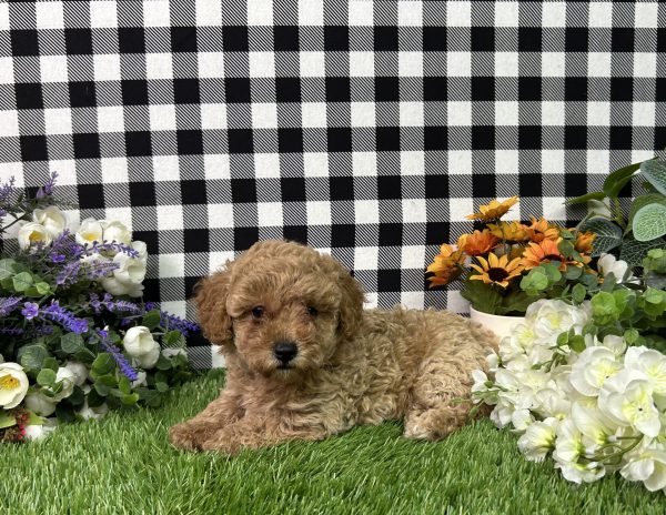 Bella The Mini Poodle