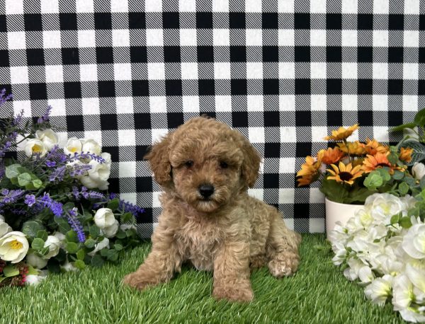 Bella The Mini Poodle - Image 5