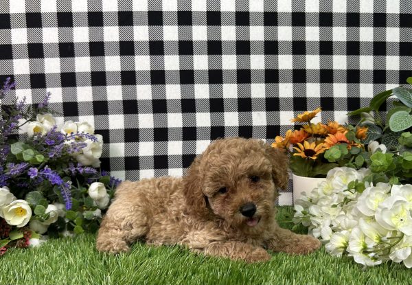 Bella The Mini Poodle - Image 4