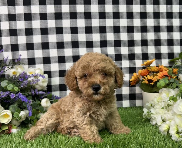Bella The Mini Poodle - Image 3