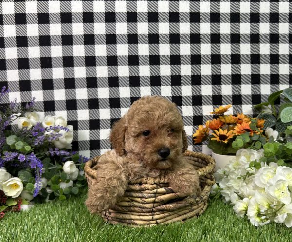 Bella The Mini Poodle - Image 2