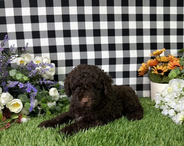 Bingo The Mini Poodle - Image 9
