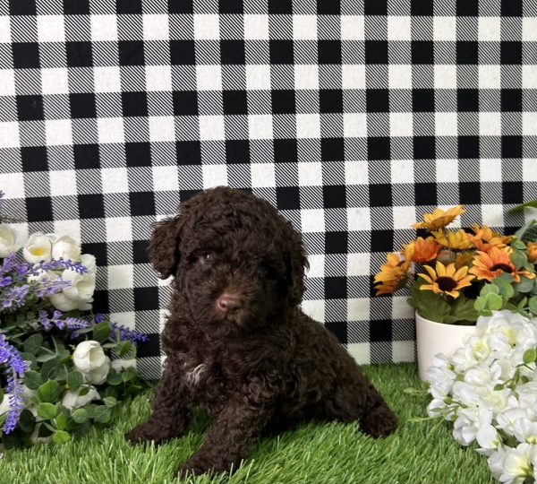 Bingo The Mini Poodle - Image 8